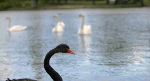 black-swan_canal