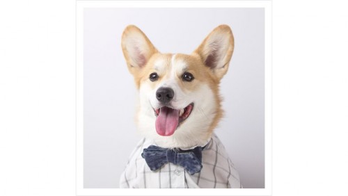 Dogs Mr Porter Instagram mode (2)