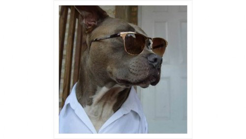 Dogs Mr Porter Instagram mode (5)